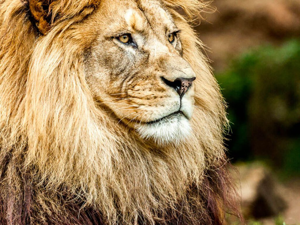 African Lion