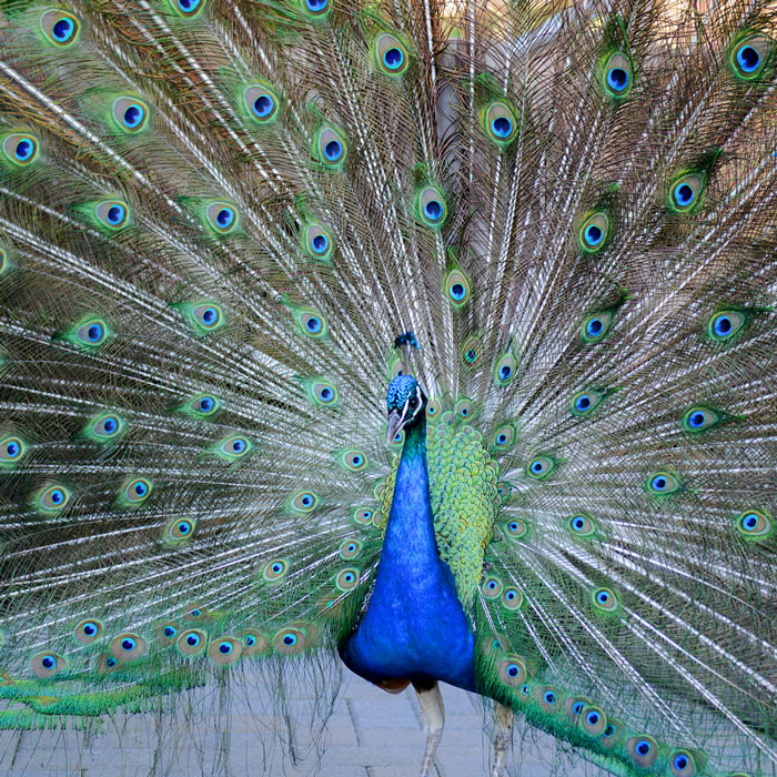 Peacock