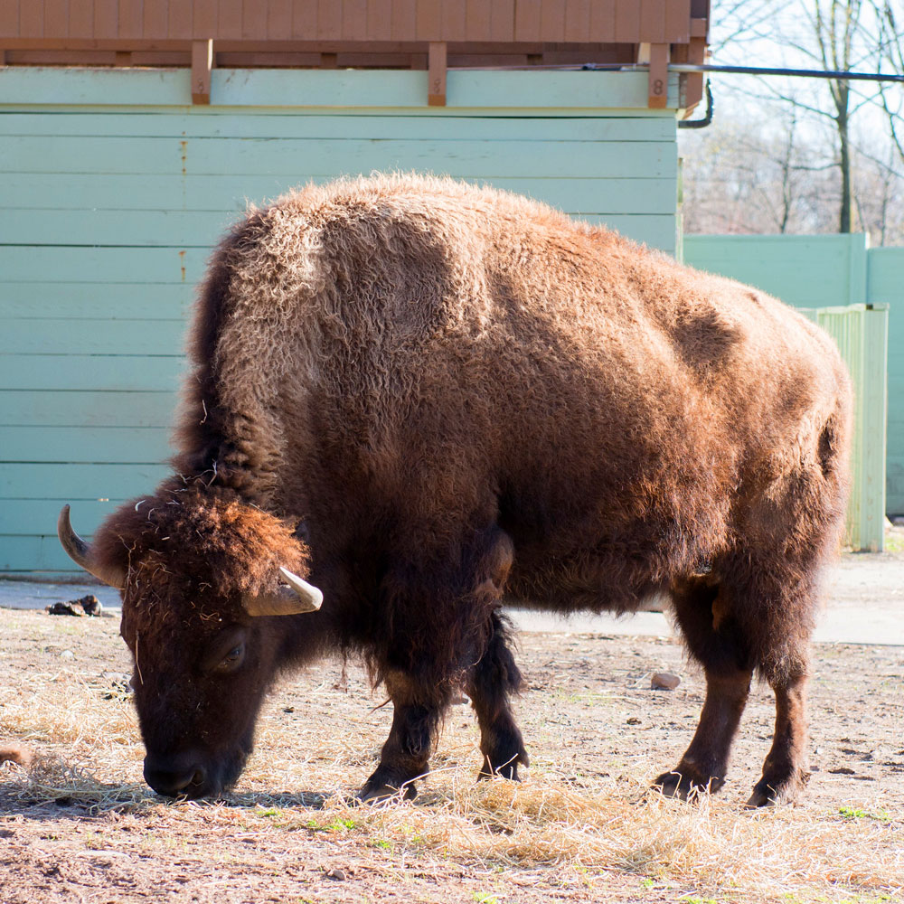 American Bison