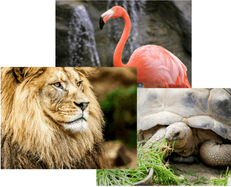 The Zoological Society of New Jersey At Turtle Back Zoo