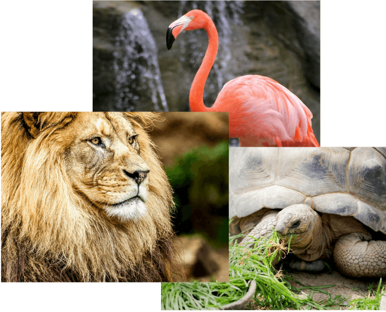 Zoological Society Animals