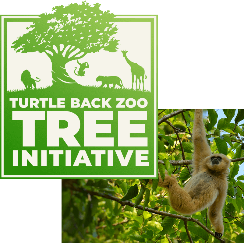 Turtle Back Zoo Tree Initiative Logo