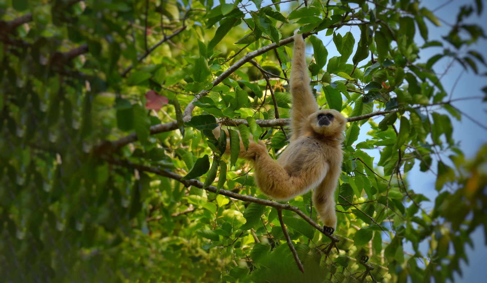 Membership Reached New Heights - Turtle Back Zoo Tree Initiative ...