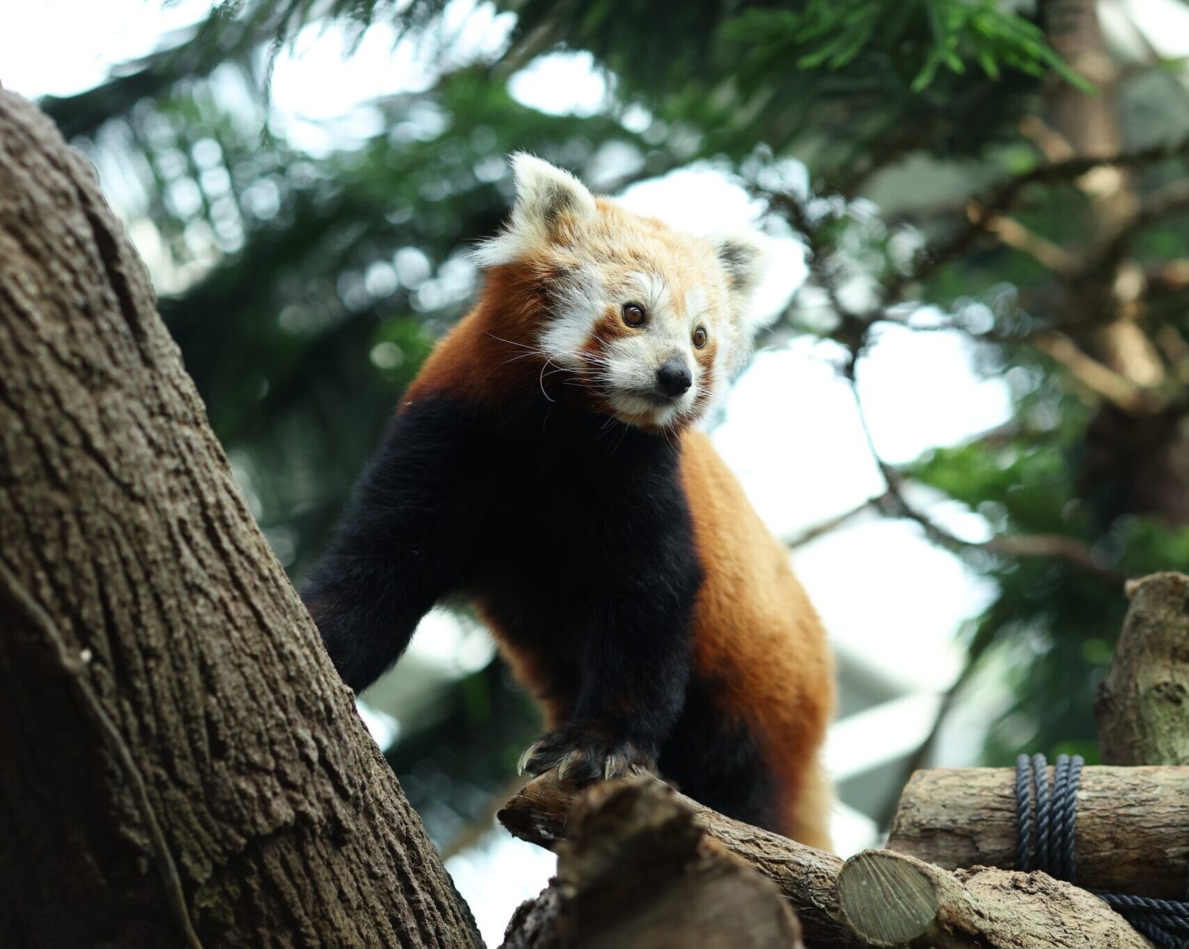 Membership Just Got Greener -- Turtle Back Zoo Tree Initiative ...