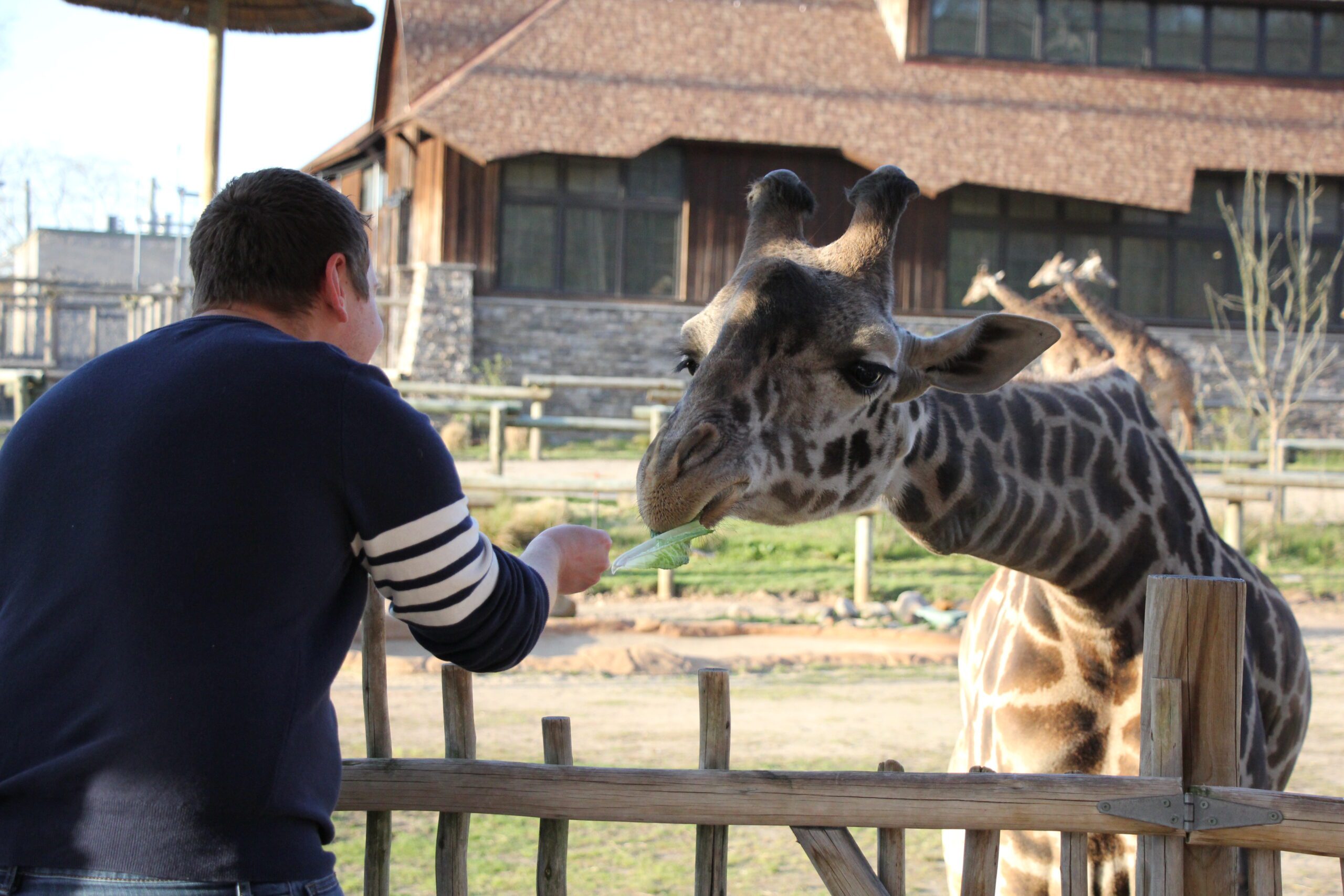 World Giraffe Day 2022 at Turtle Back Zoo - Zoological Society of New