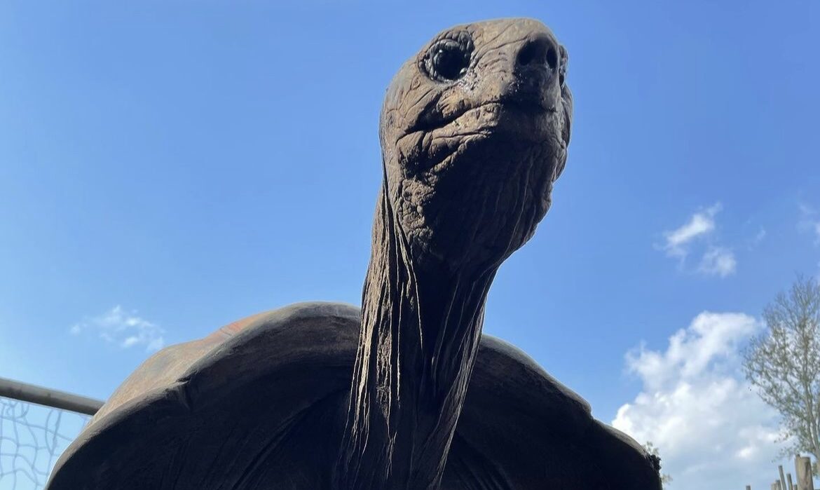 60 Wild Years of Turtle Back Zoo Zoological Society of New Jersey