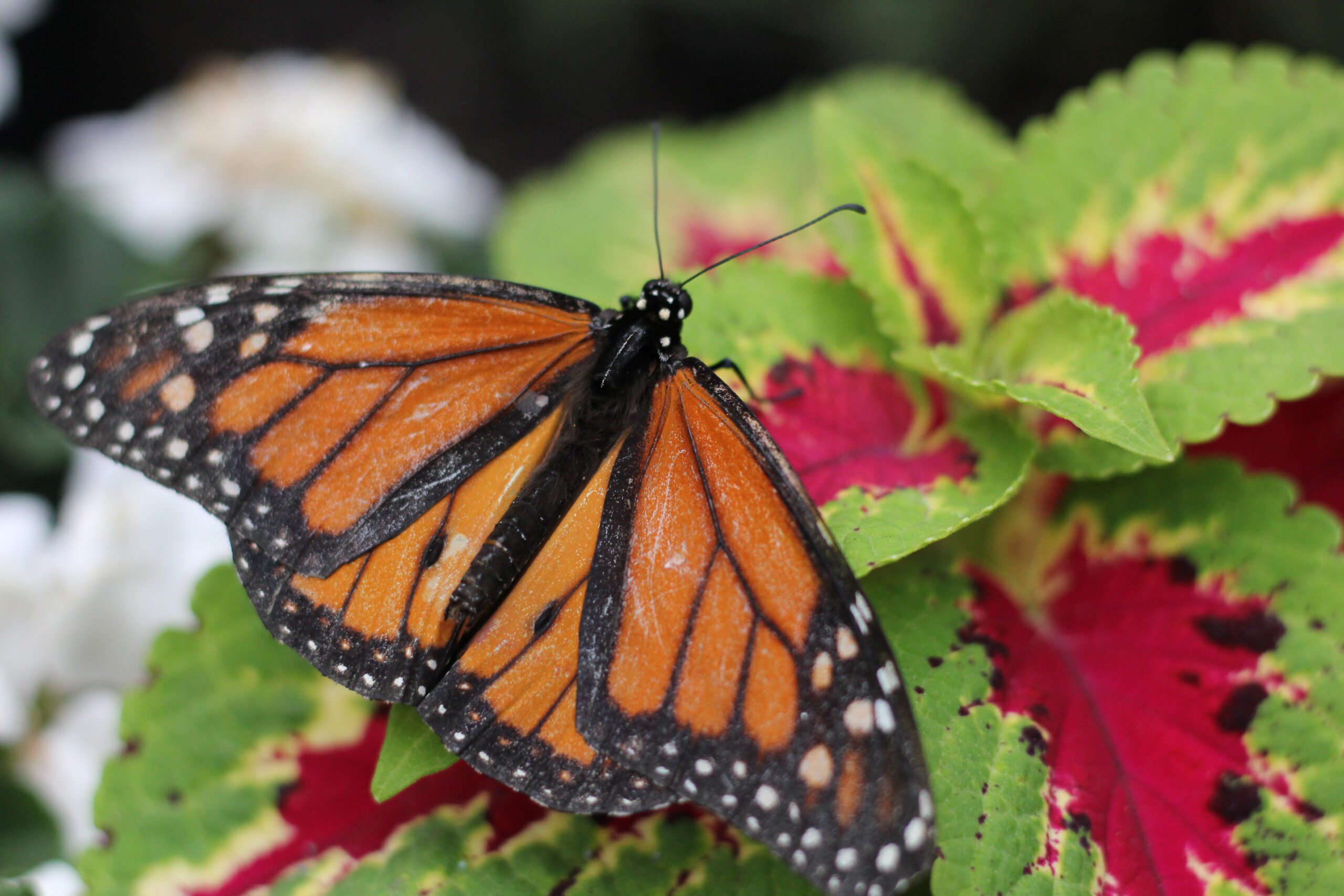 The Zoological Society of NJ supports Monarch Butterfly Conservation ...
