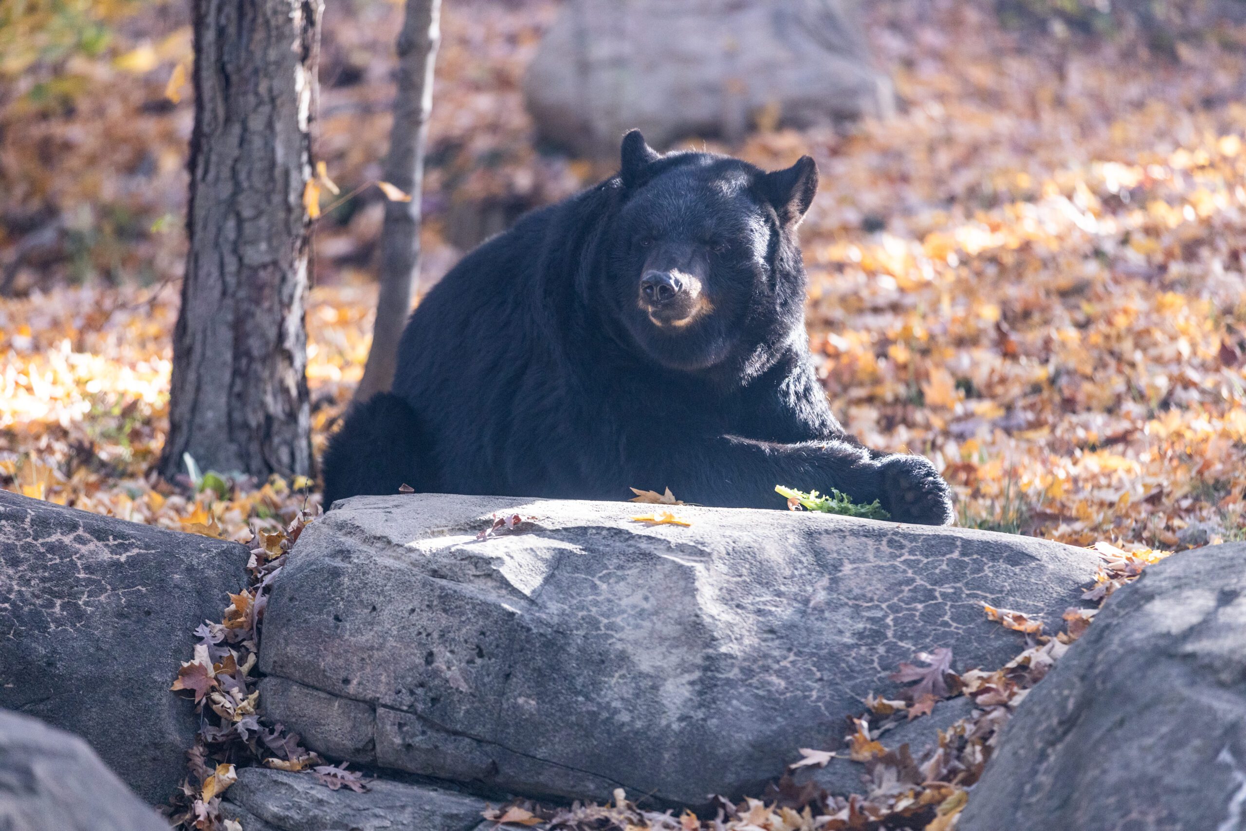Fall Festival 2024 Zoological Society of New Jersey